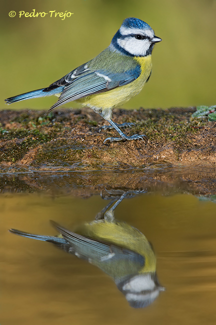 Herrerillo común (Parus caeruleus)